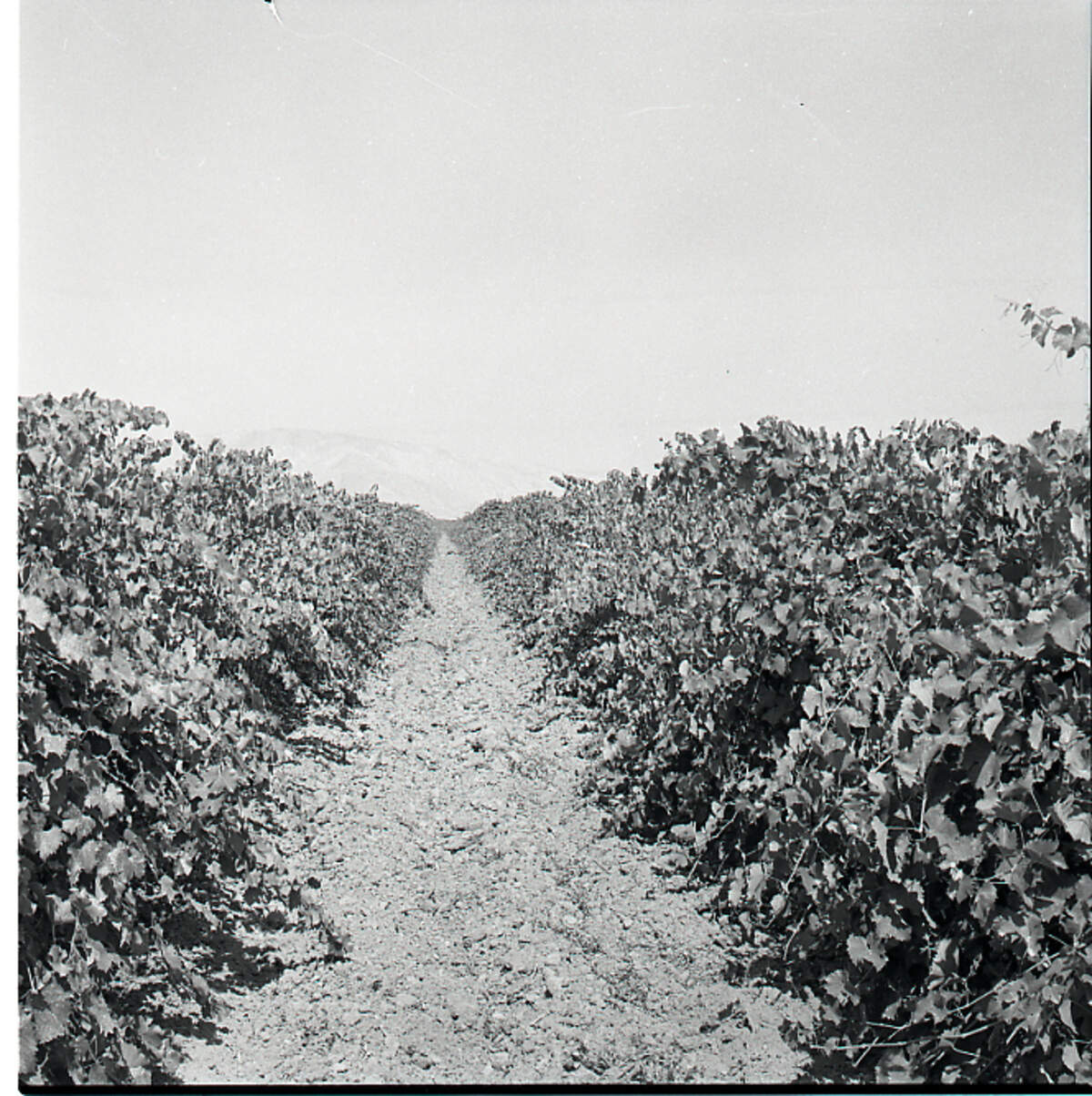 Scene where the remains of Jane Doe were recovered in June of 1978 in an Arvin vineyard in Kern County.